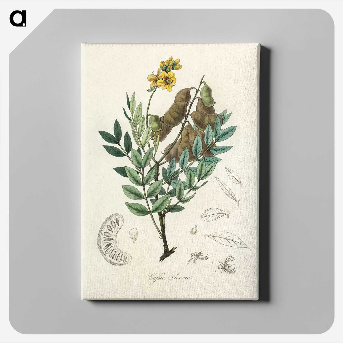 2-26_Medical-Botany_canvas