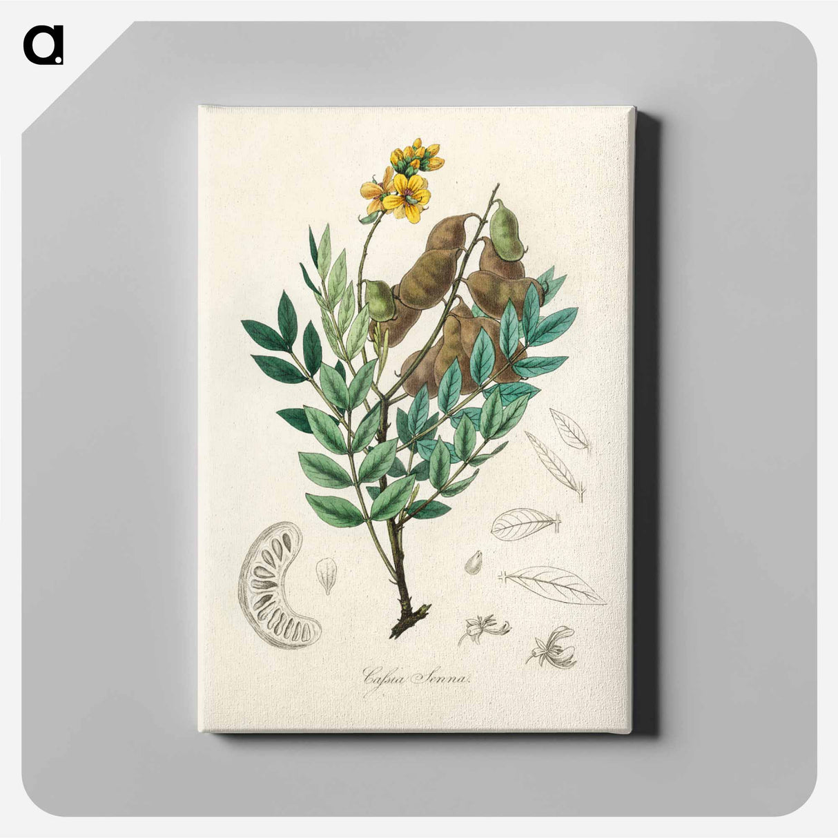 アートパネル-Cassia senna Illustration
- 薬用植物学 Canvas.