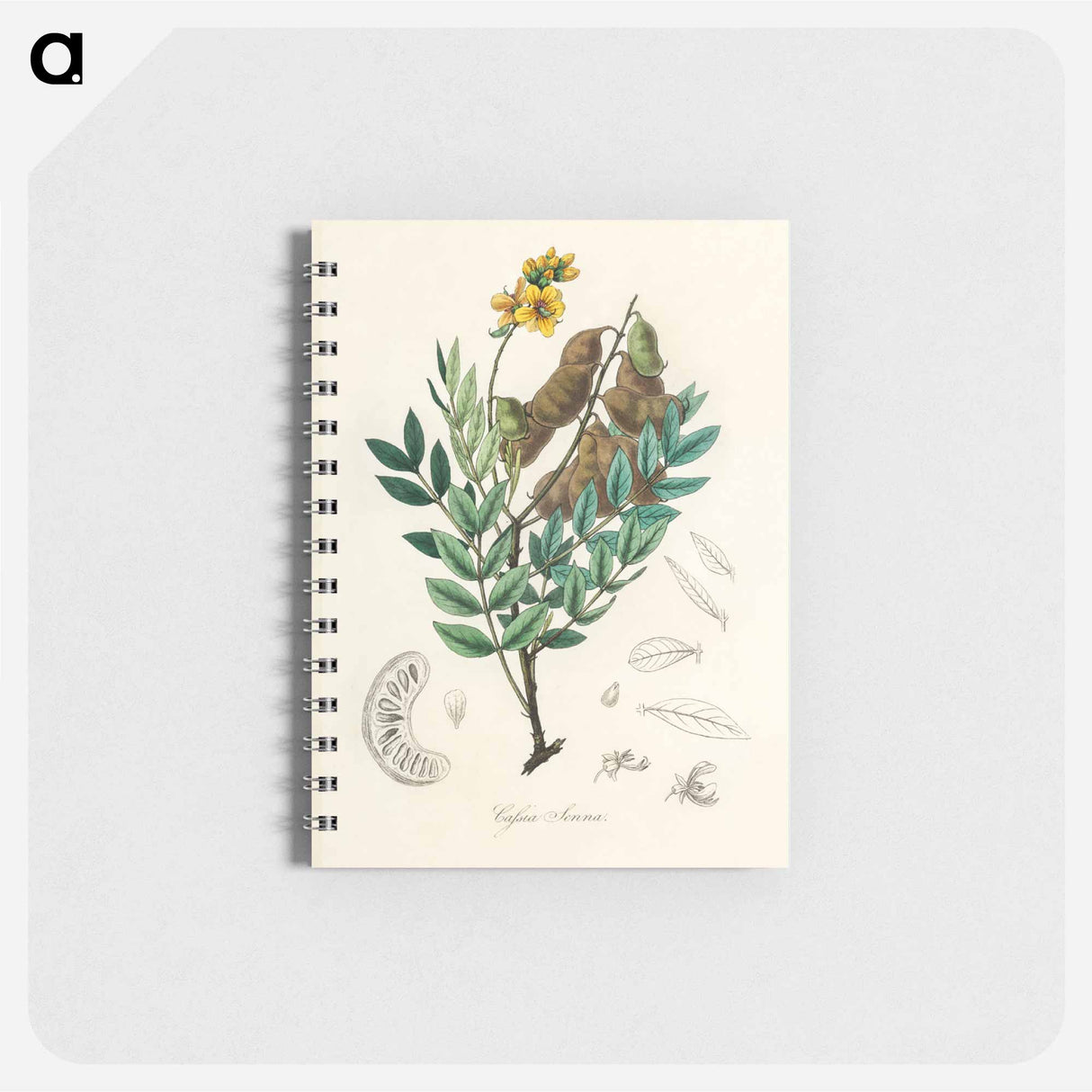 アートメモ帳-Cassia senna Illustration
- 薬用植物学 Memo.
