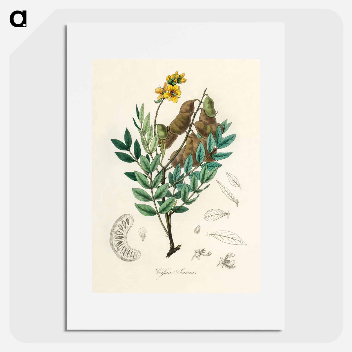 アートポスター-Cassia senna Illustration
- 薬用植物学 Poster.