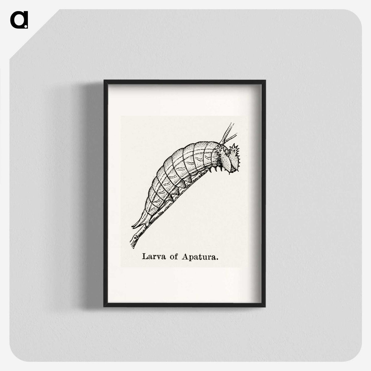 2-26_Moths-and-Butterflies-of-the-United-States_blk