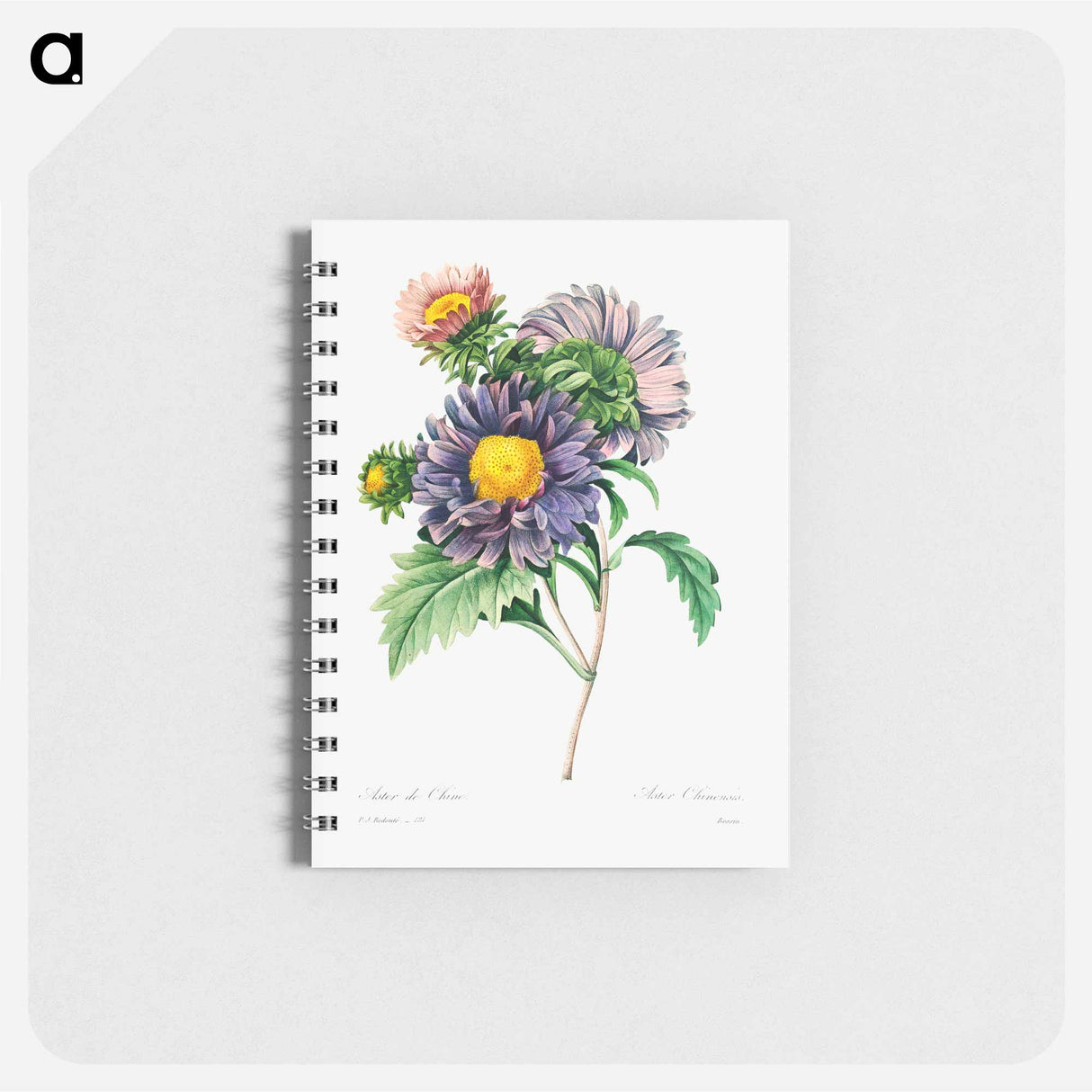 China aster - ピエール ジョゼフ ルドゥーテ Memo.