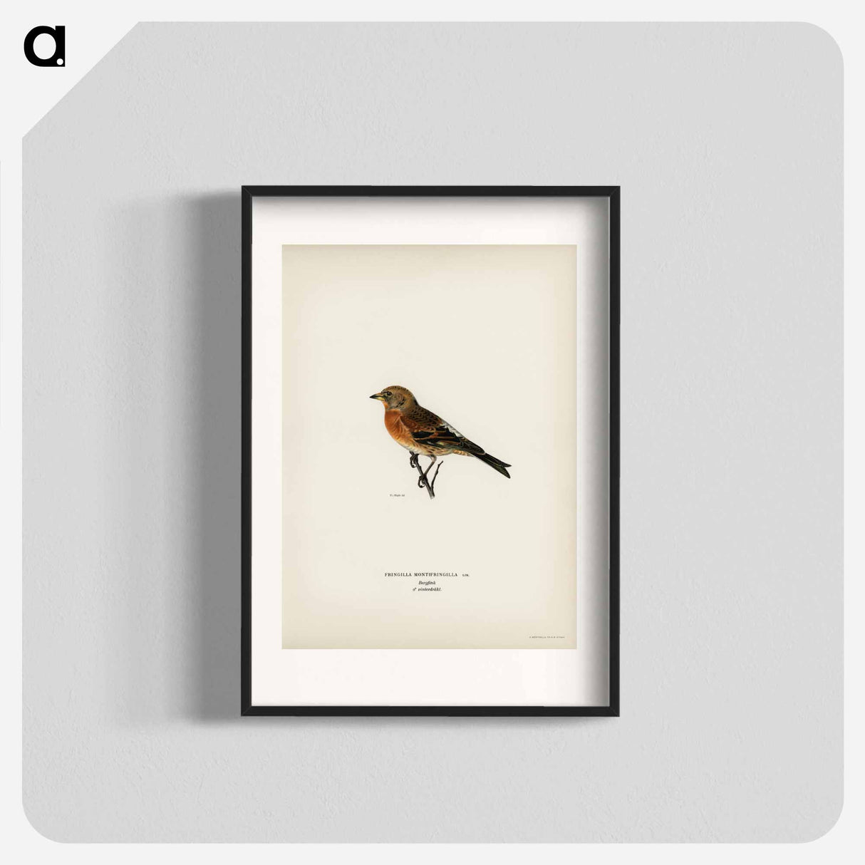 アートポスター-Brambling
- スヴェンスカ フォグラル Poster.