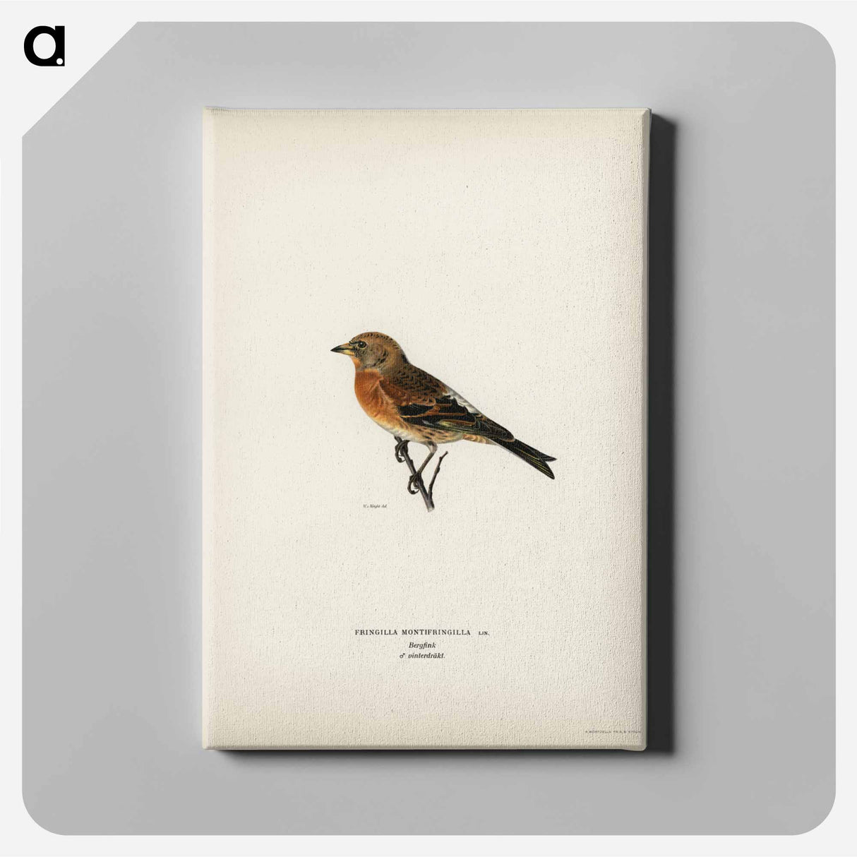 アートパネル-Brambling
- スヴェンスカ フォグラル Canvas.