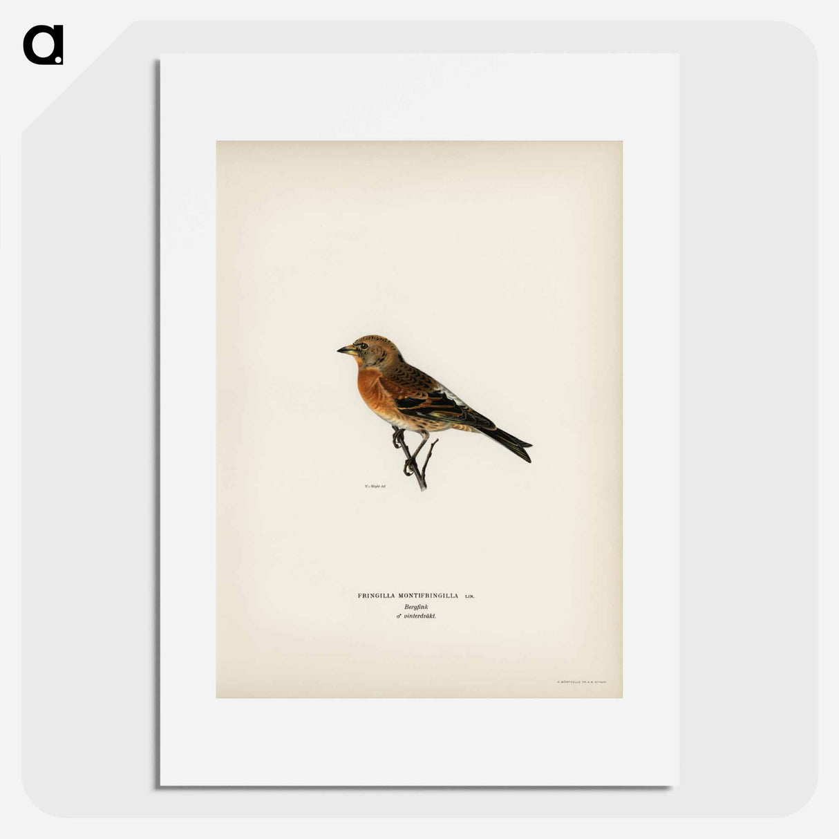 アートポスター-Brambling
- スヴェンスカ フォグラル Poster.