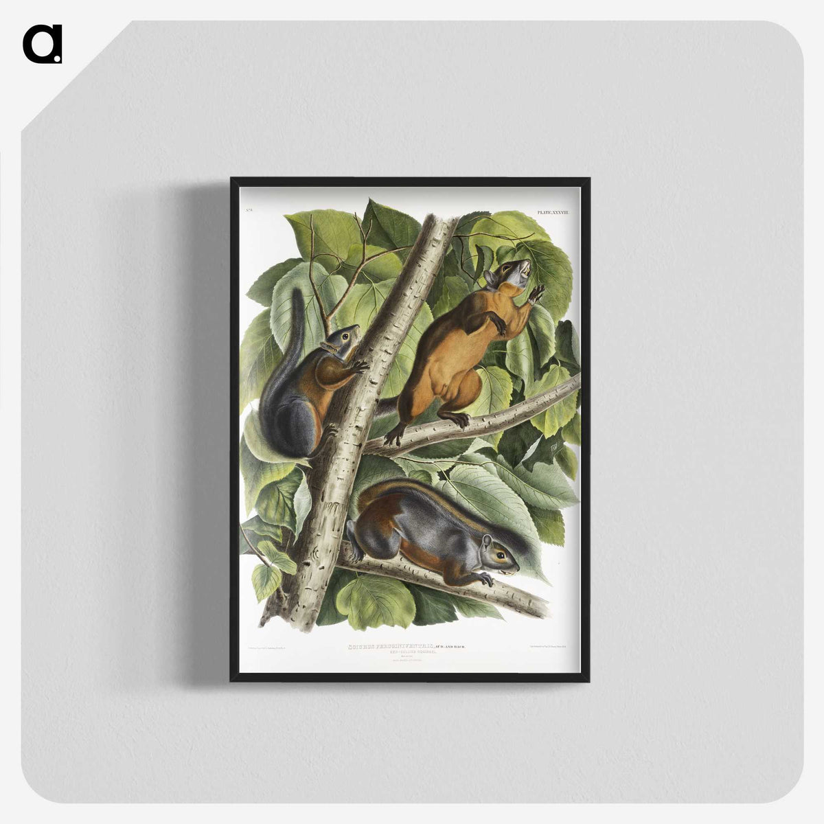 2-26_The-Viviparous-Quadrupeds_blk-crop
