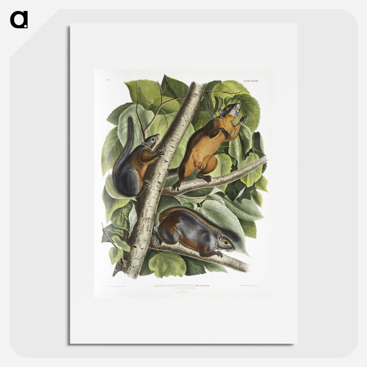 2-26_The-Viviparous-Quadrupeds_picture