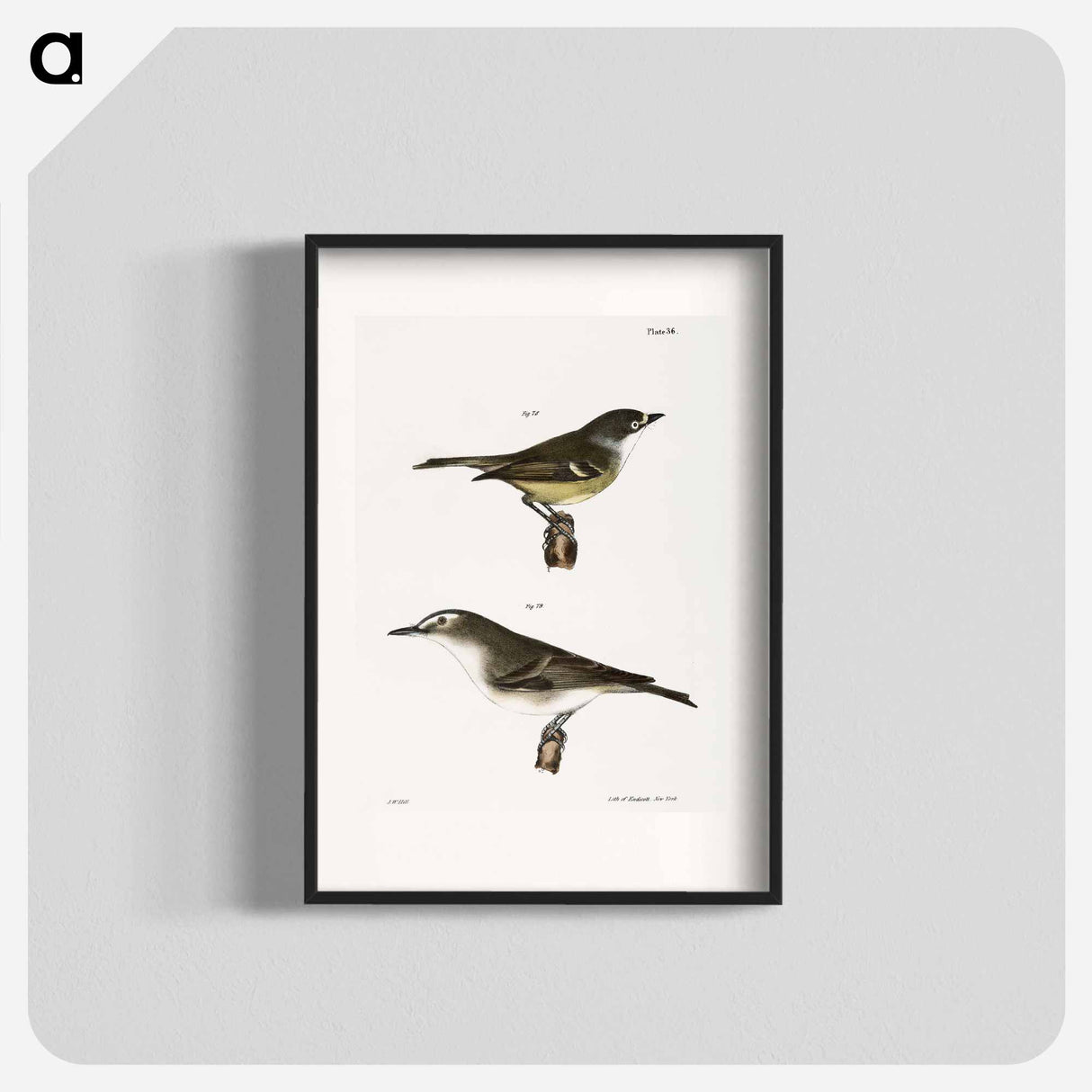 The White-eyed Greenlet (Vireo noveboracensis) 79. The Red-eyed Greenlet (Vireo olivaceus) - ニューヨークの動物学 Poster.