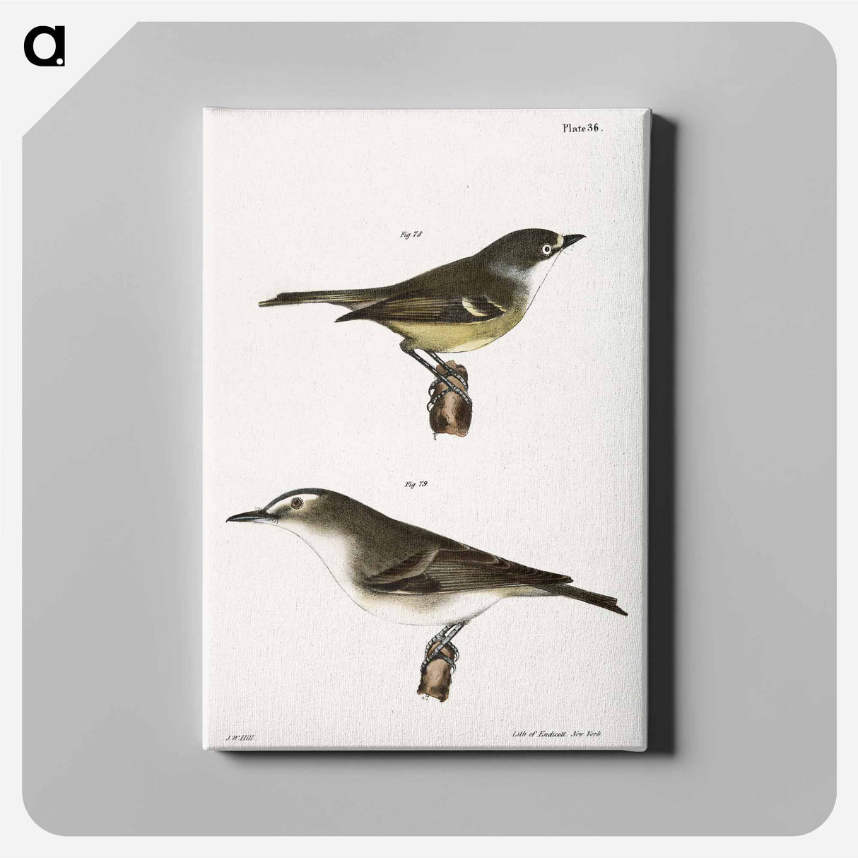 The White-eyed Greenlet (Vireo noveboracensis) 79. The Red-eyed Greenlet (Vireo olivaceus) - ニューヨークの動物学 Canvas.