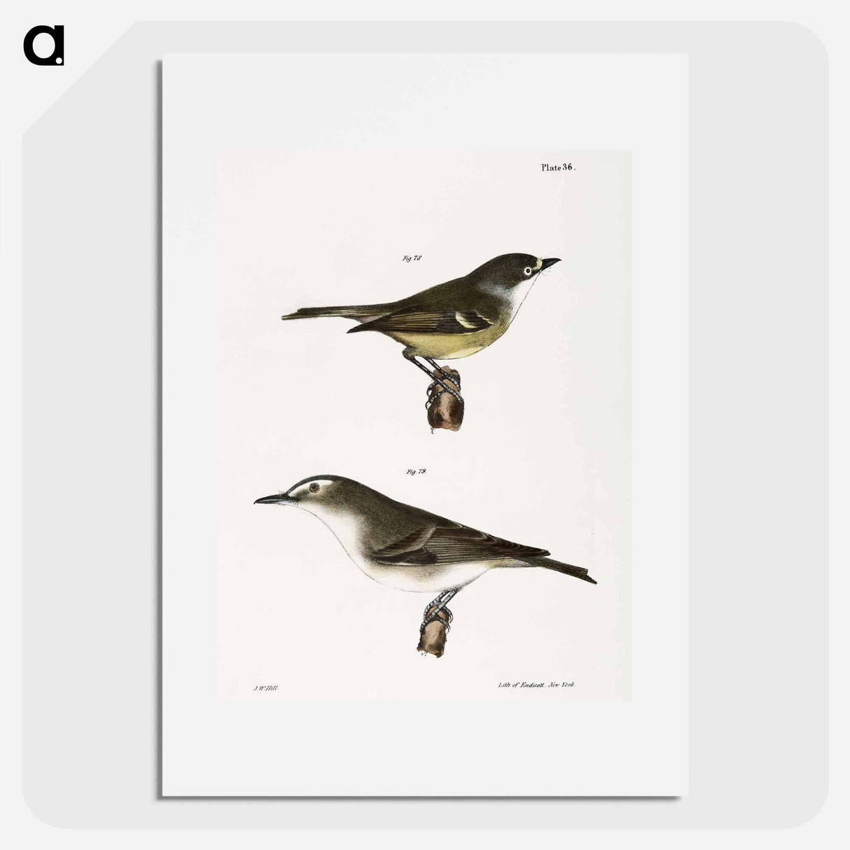 The White-eyed Greenlet (Vireo noveboracensis) 79. The Red-eyed Greenlet (Vireo olivaceus) - ニューヨークの動物学 Poster.