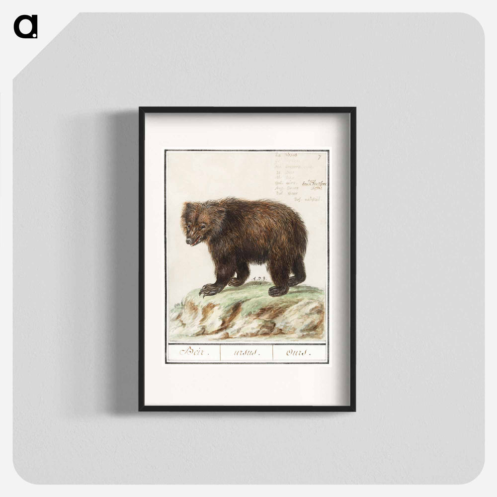 European brown bear - アンセルムス ボエティウス デ ブート Poster.