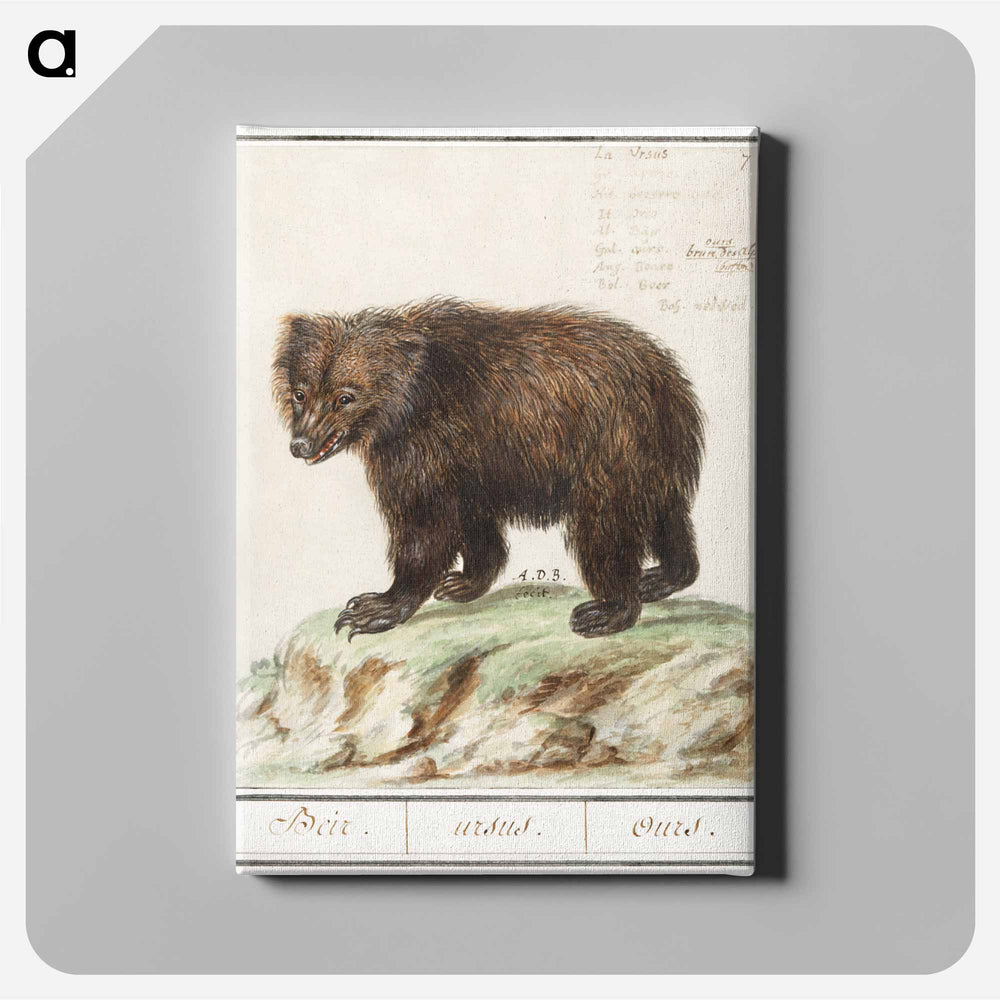 European brown bear - アンセルムス ボエティウス デ ブート Canvas.