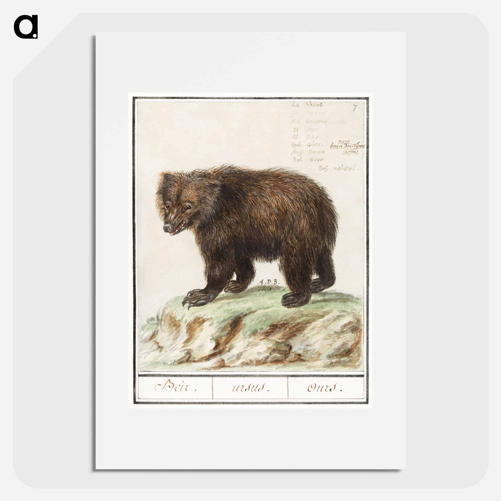 European brown bear - アンセルムス ボエティウス デ ブート Poster.