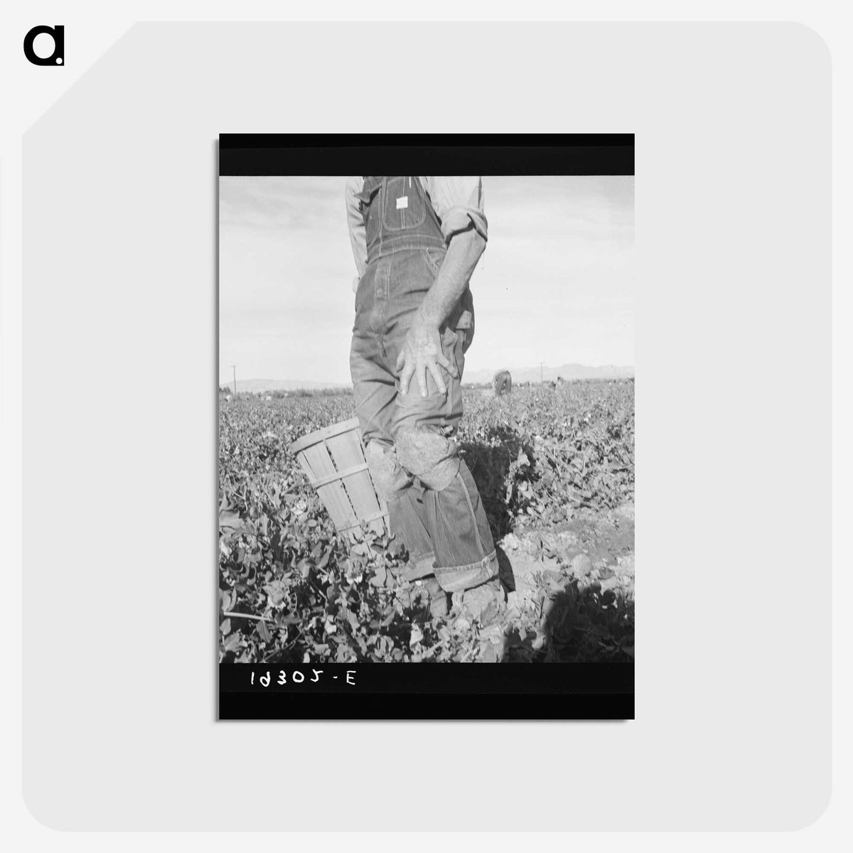 2-27_Dorothea-Lange_postcard