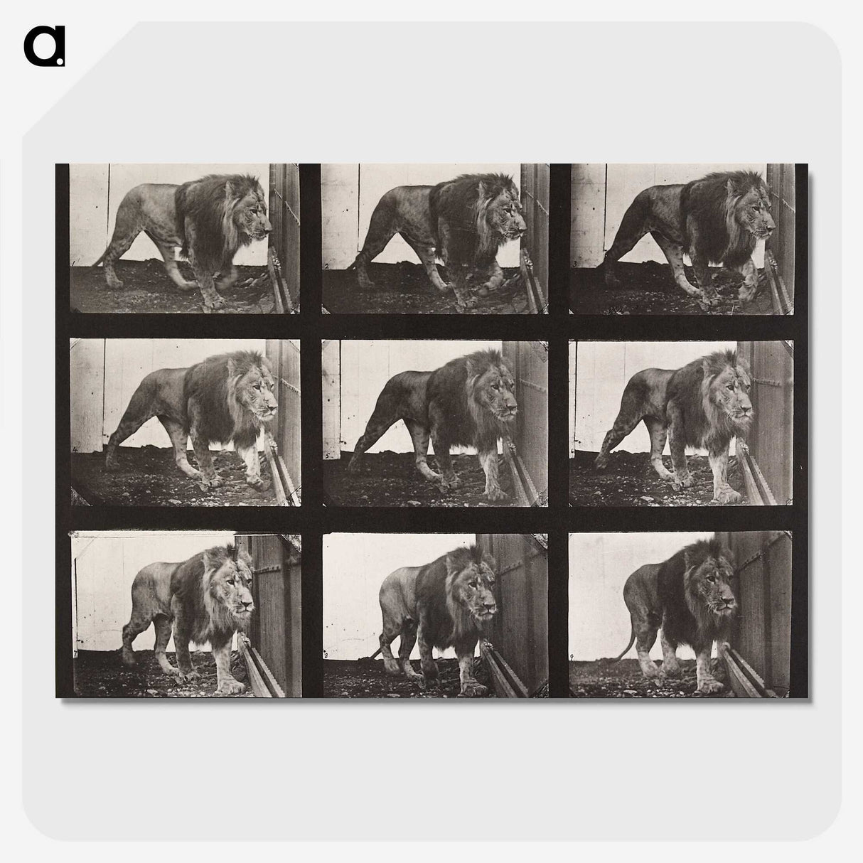 2-27_Eadweard-Muybridge_picture-crop