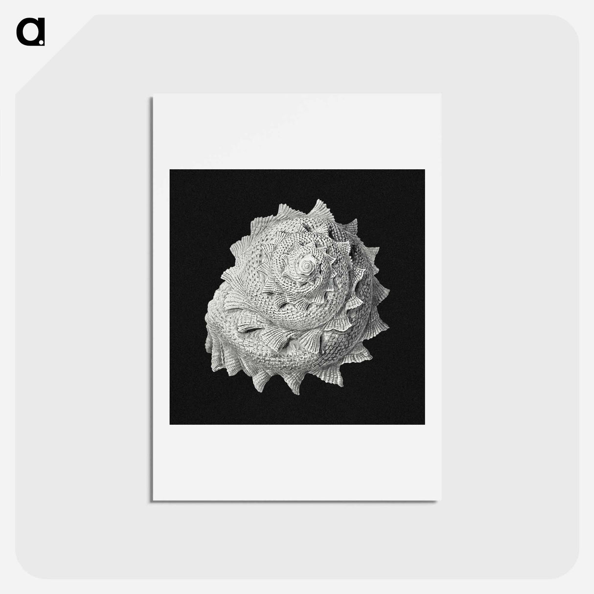 アートポストカード-Vintage shell marine life illustration - エルンスト ヘッケル Postcard.