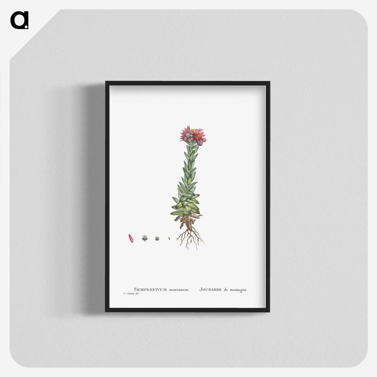 2-27_Histoire-des-Plantes-Grasses_blk-crop