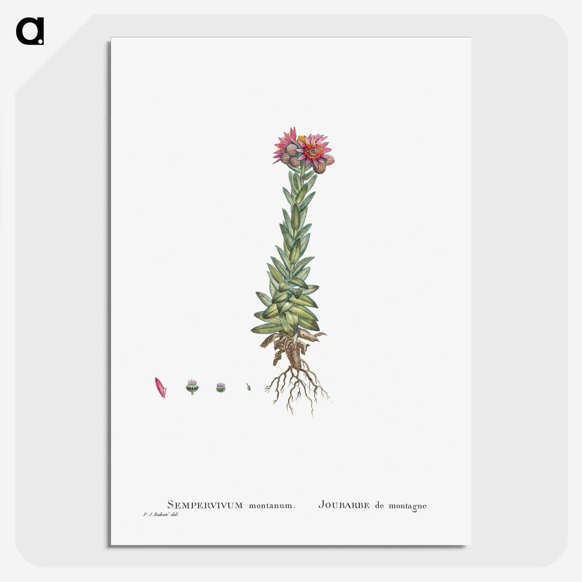 2-27_Histoire-des-Plantes-Grasses_picture-crop