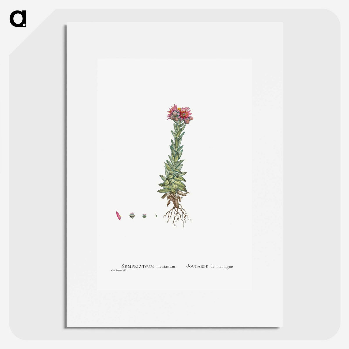 2-27_Histoire-des-Plantes-Grasses_picture