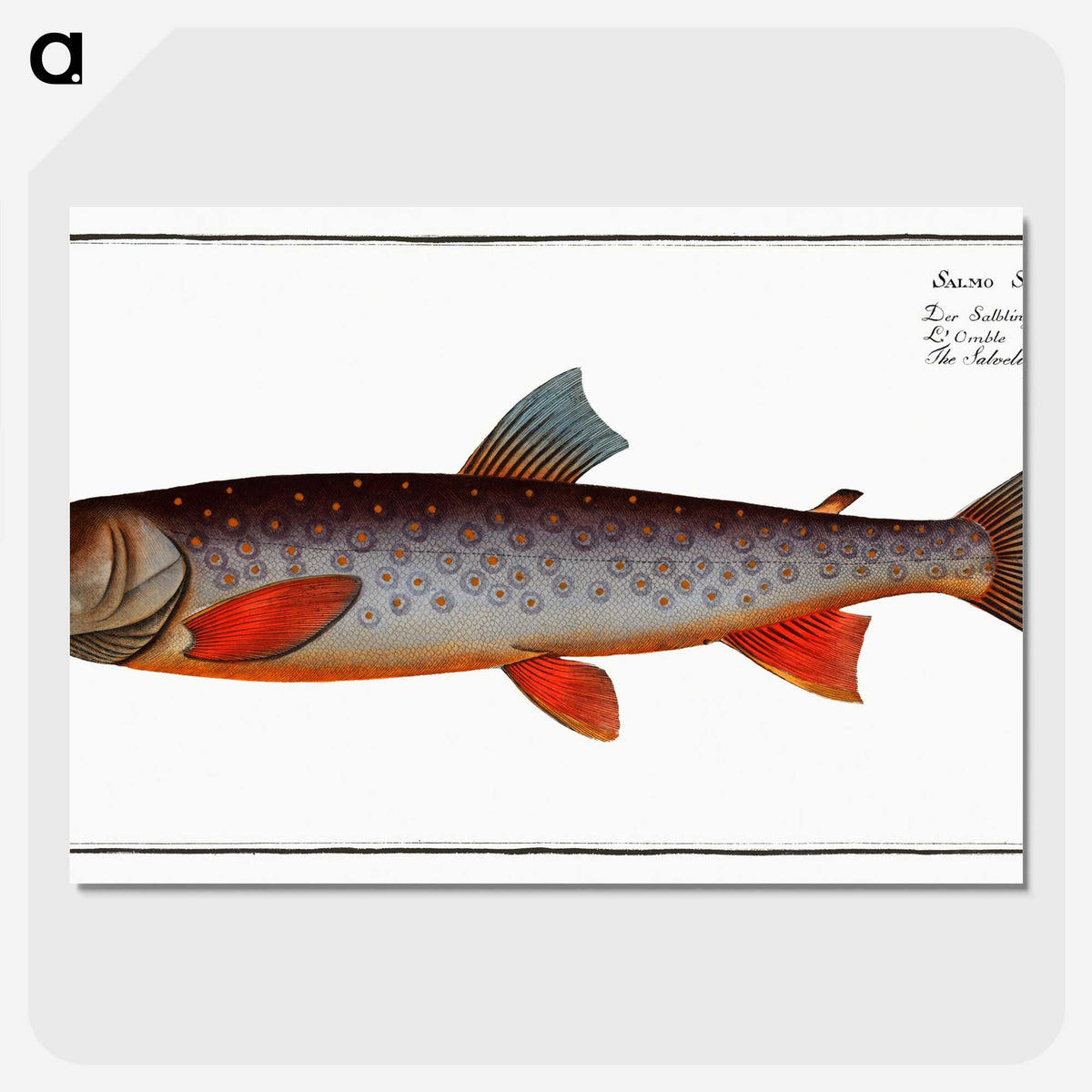 2-27_Ichtyologie-ou-Histoire-naturelle_picture-crop
