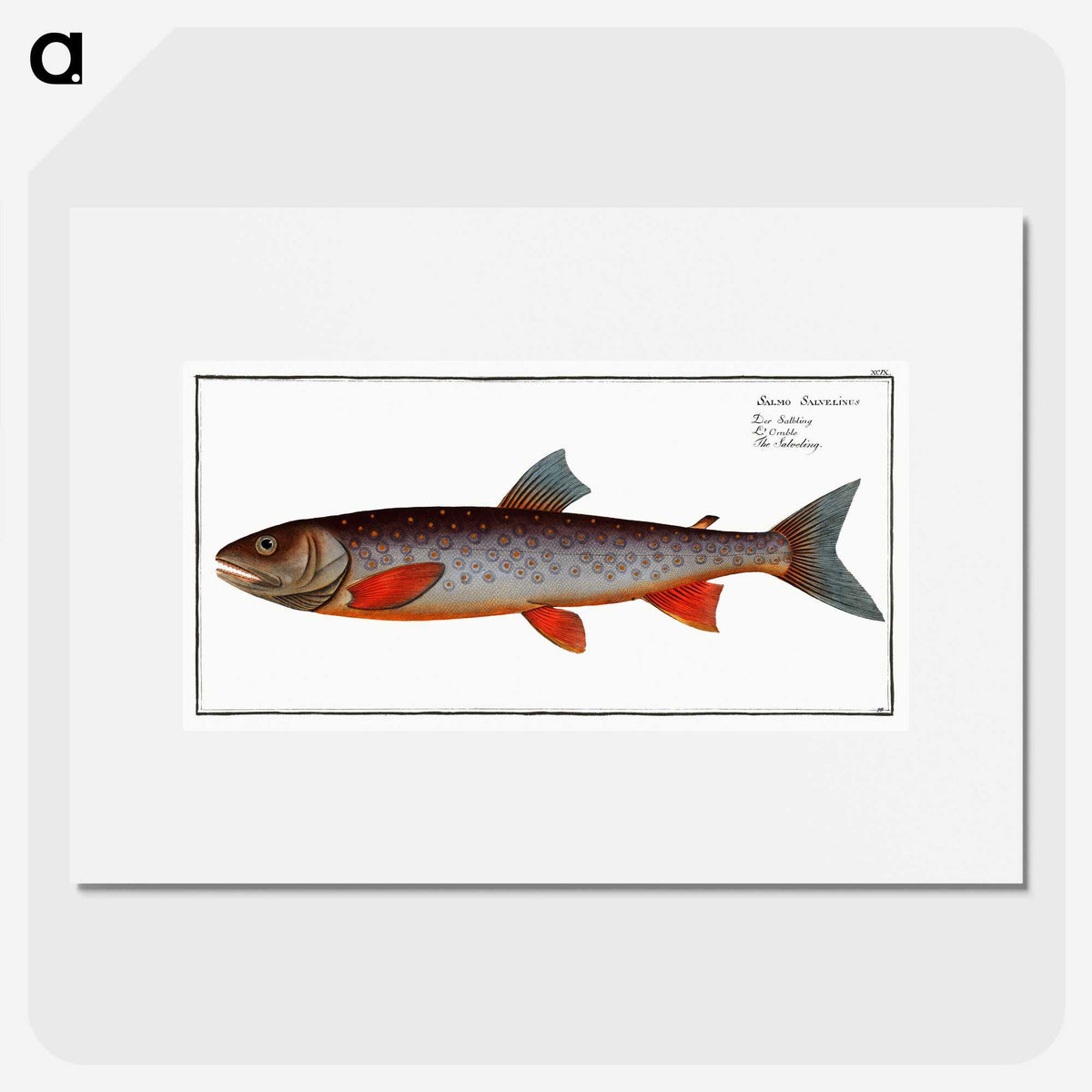 2-27_Ichtyologie-ou-Histoire-naturelle_picture