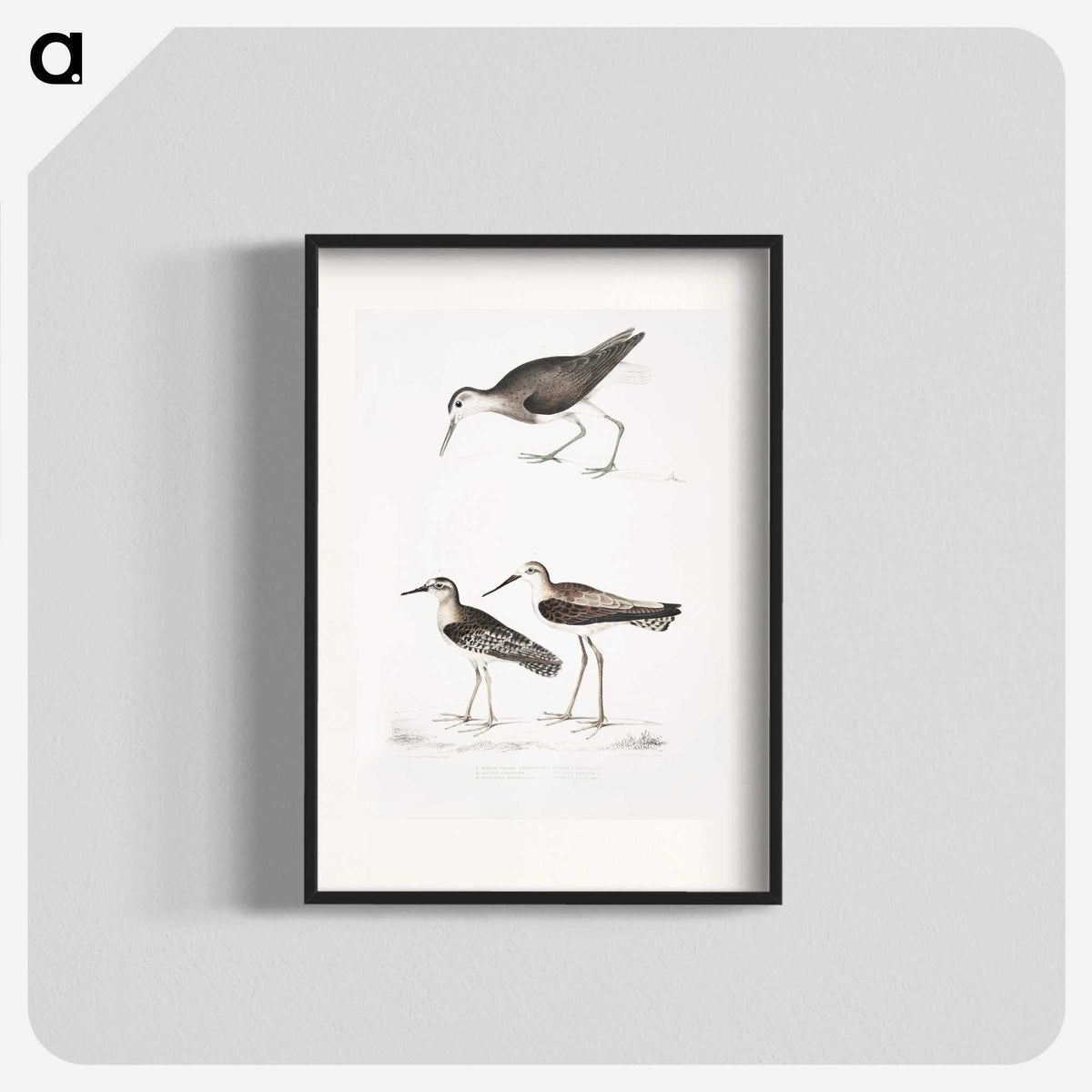 2-27_Indian-Zoology_blk