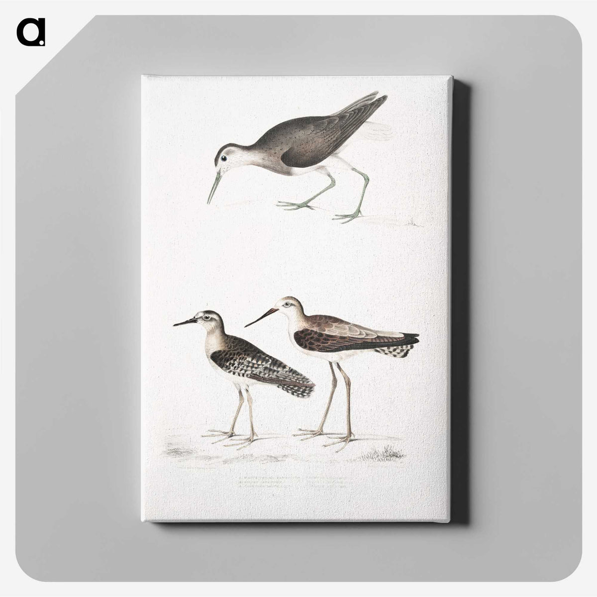 2-27_Indian-Zoology_canvas