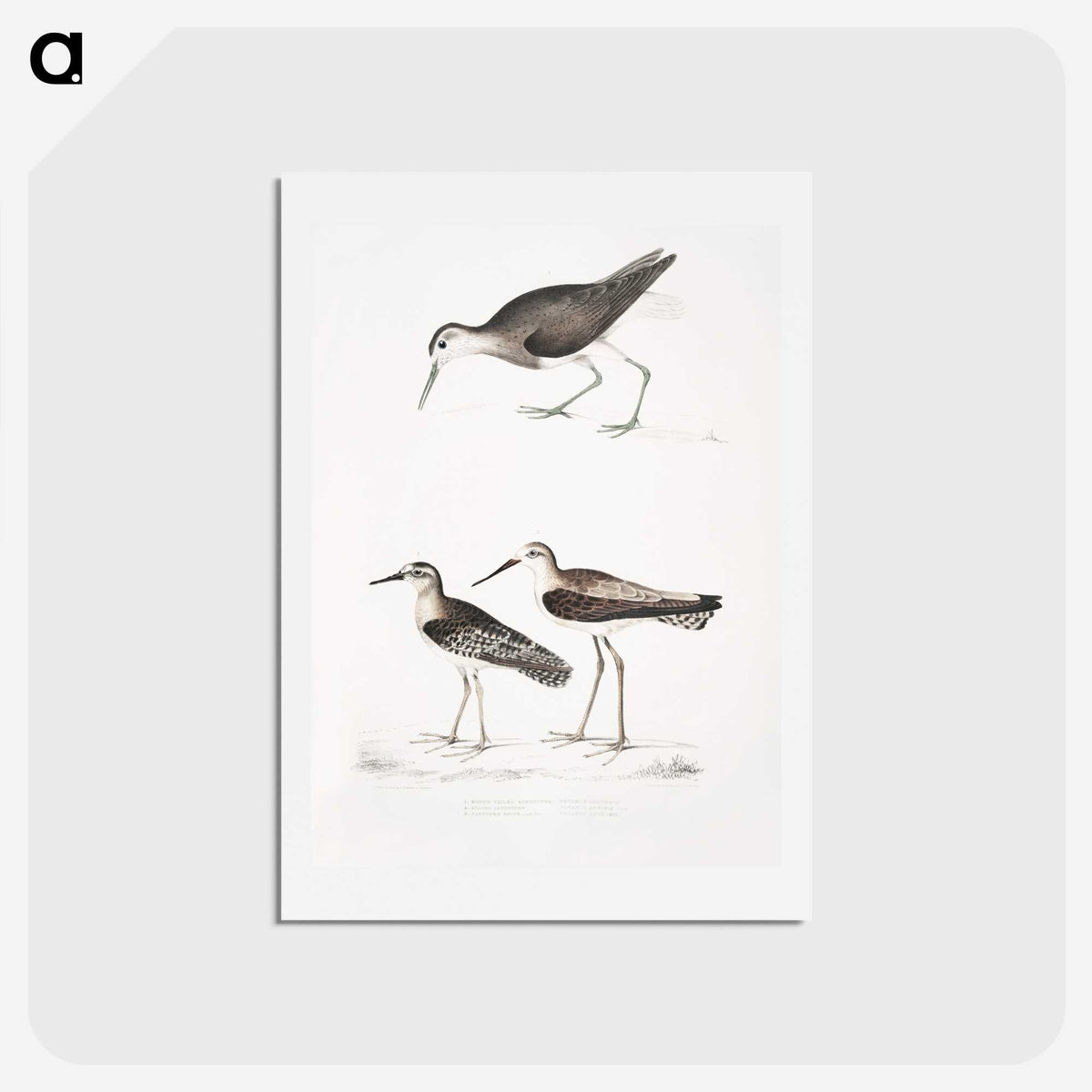 2-27_Indian-Zoology_hagaki