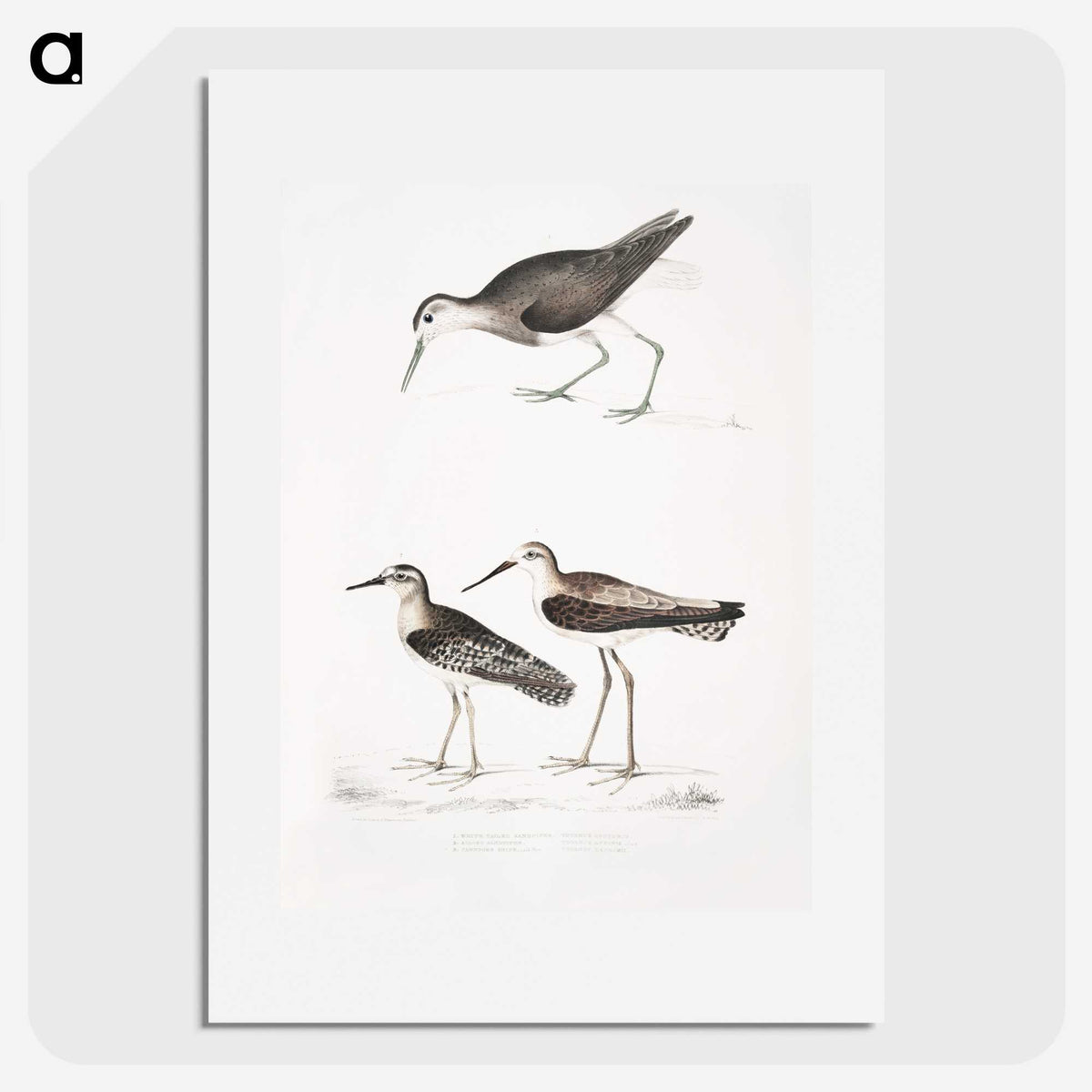 2-27_Indian-Zoology_picture
