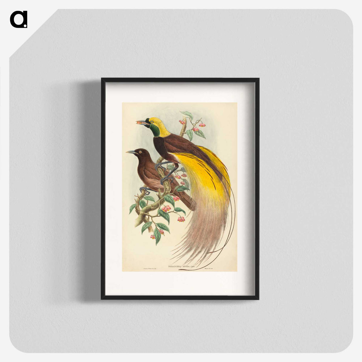 2-27_John-Gould_blk