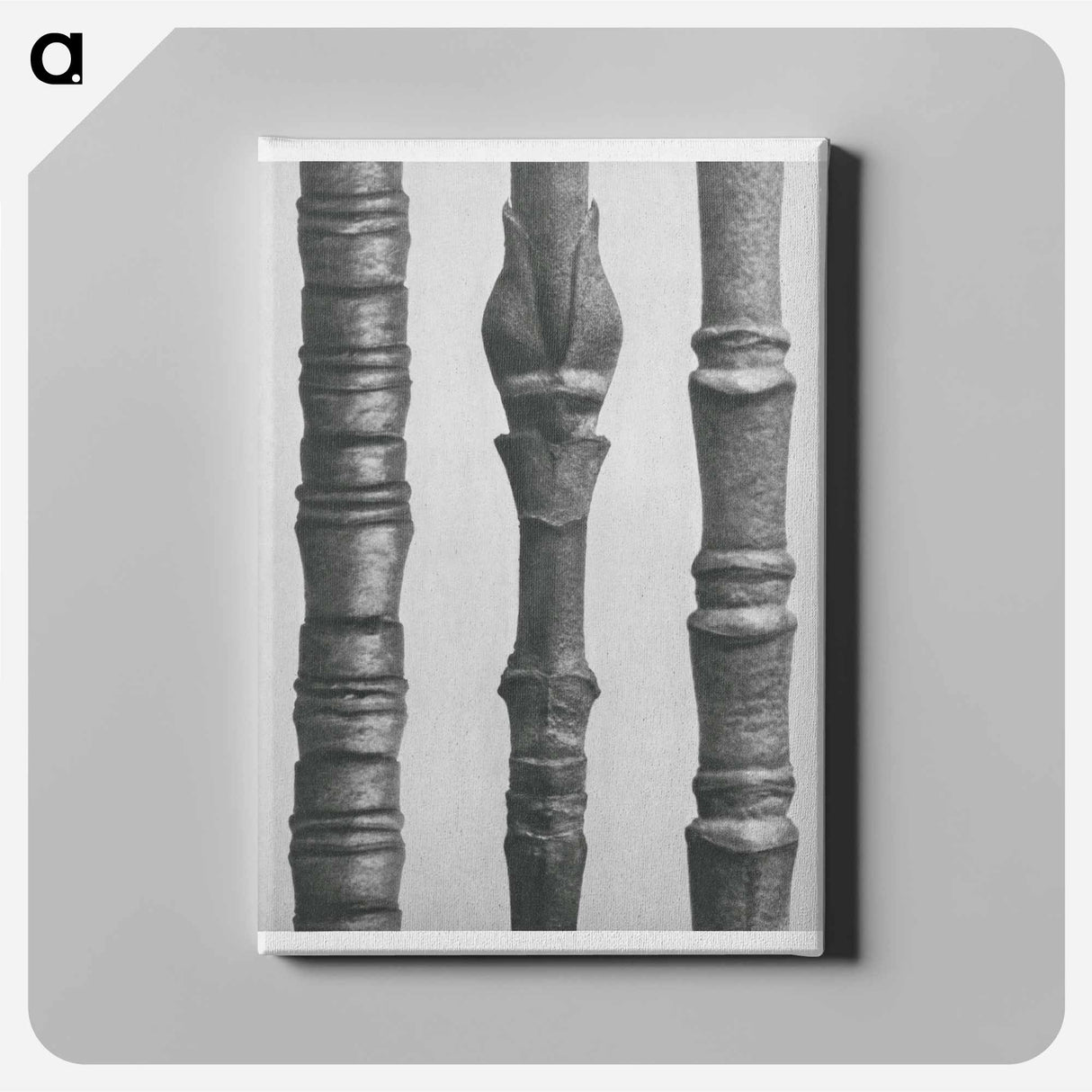 Dogwood - Karl Blossfeldt Canvas.