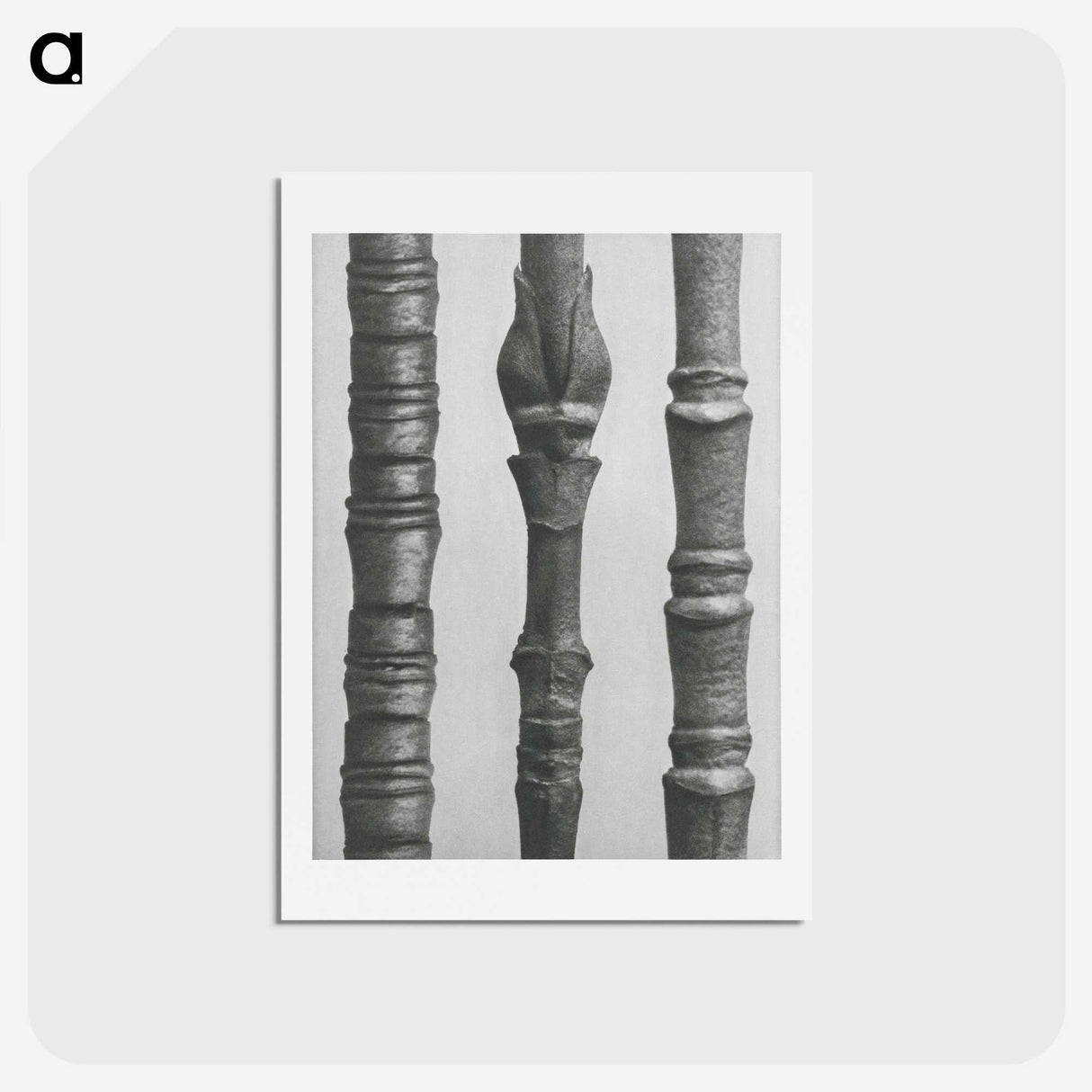 2-27_Karl-Blossfeldt_hagaki