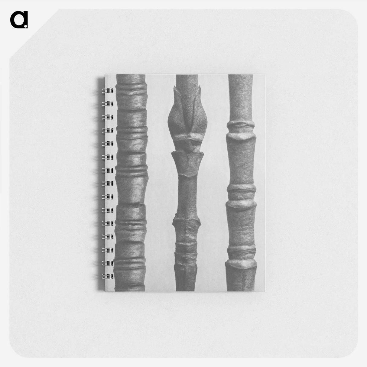 2-27_Karl-Blossfeldt_memo