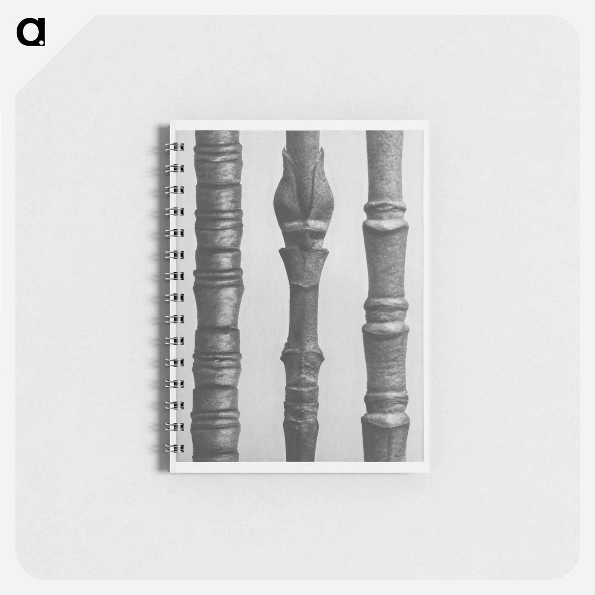 Dogwood - カール ブロスフェルト Memo.