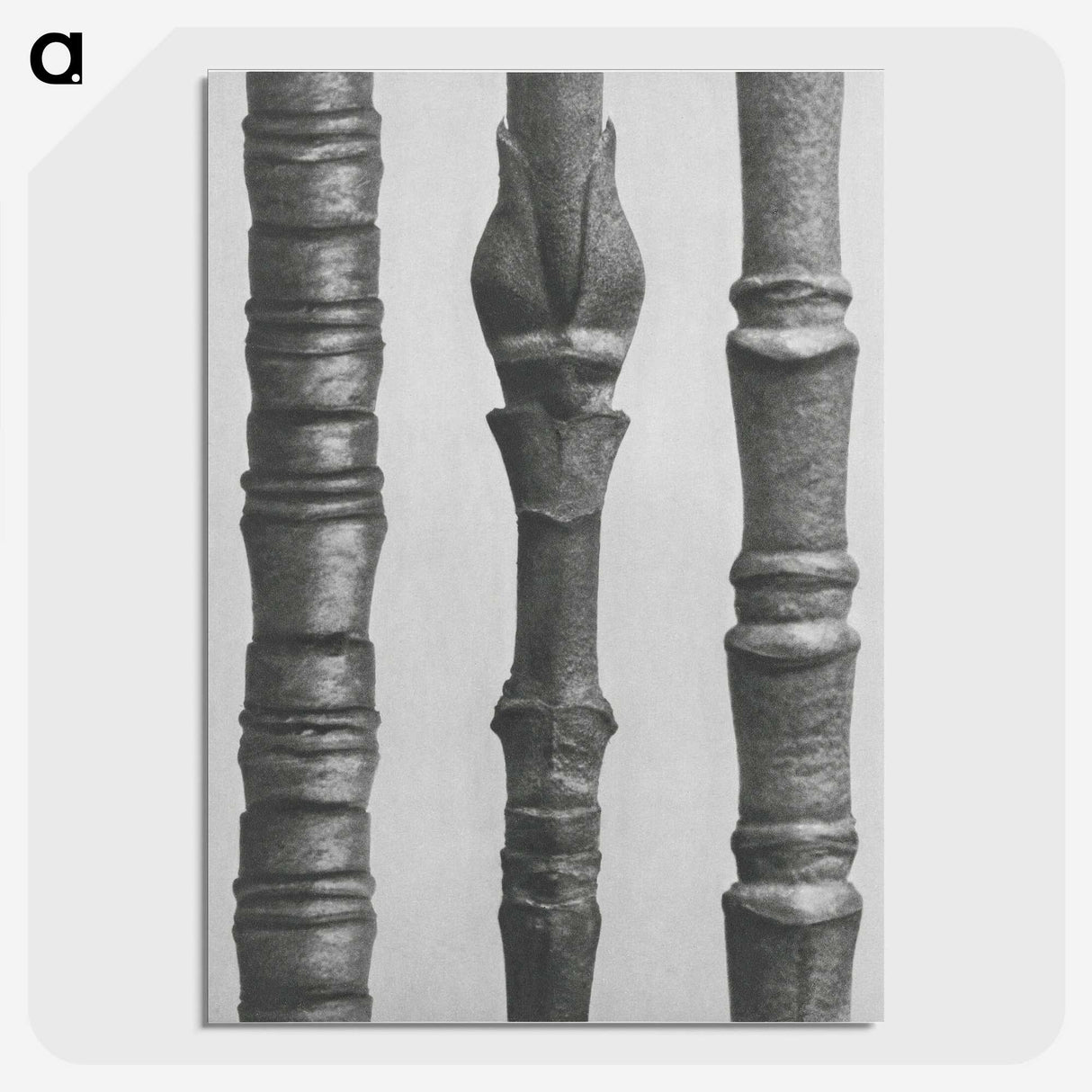 2-27_Karl-Blossfeldt_picture-crop