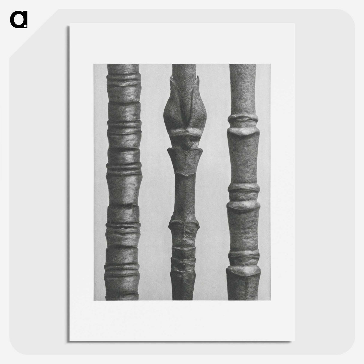 2-27_Karl-Blossfeldt_picture