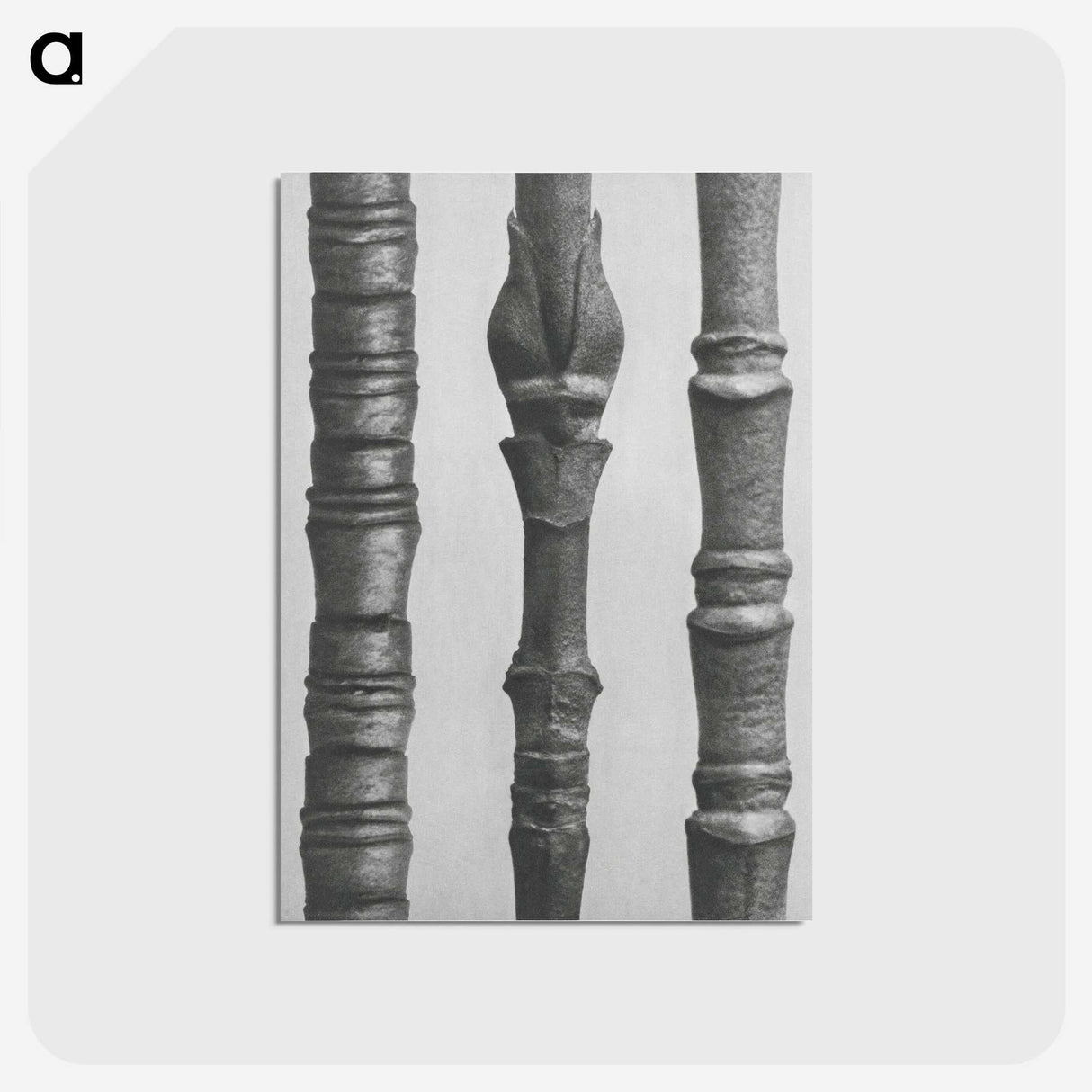 2-27_Karl-Blossfeldt_postcard