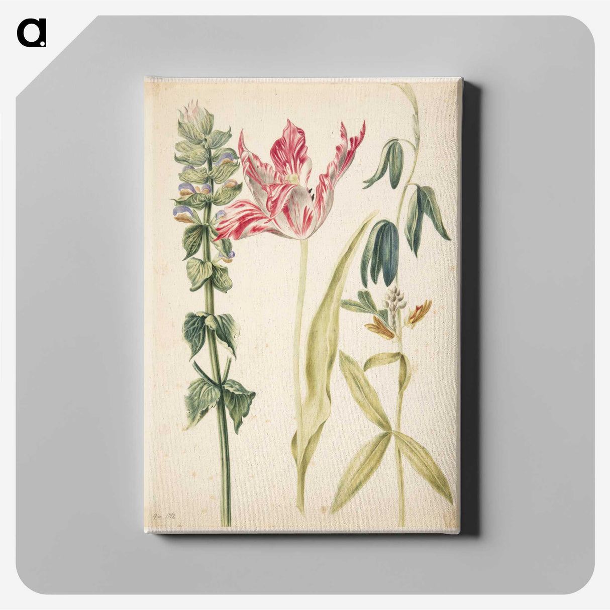 2-27_Maria-Sibylla-Merian_canvas