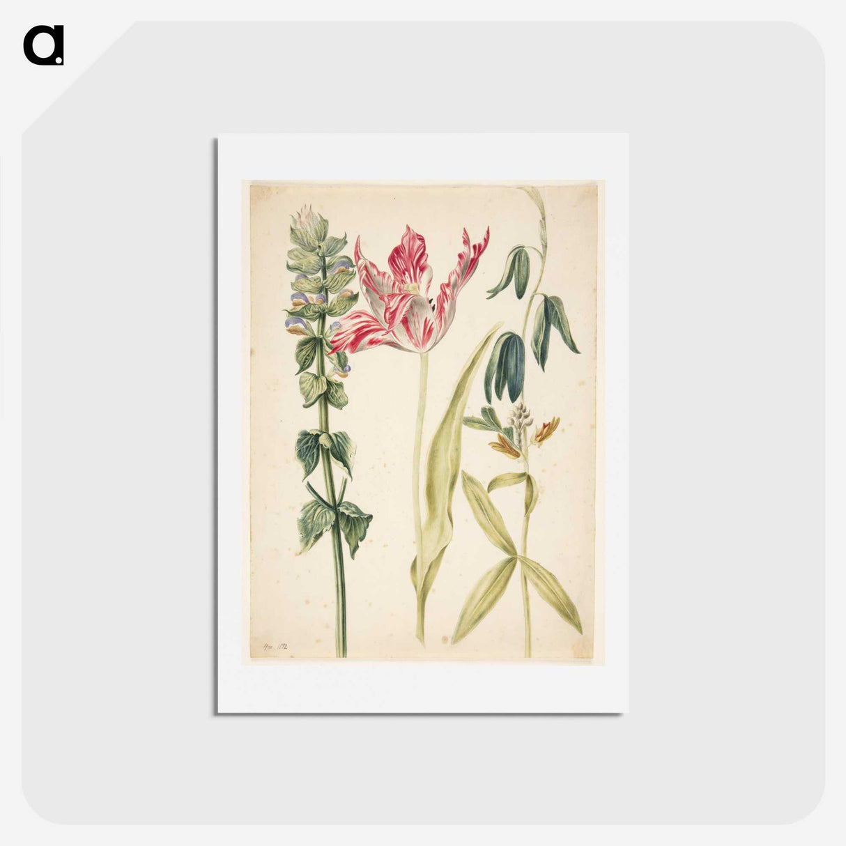 2-27_Maria-Sibylla-Merian_hagaki