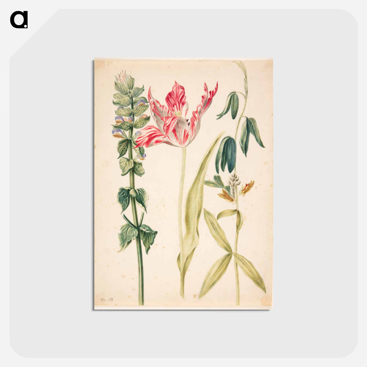 アートポストカード-Three Flowers with Tulip
- マリア ジビーラ メーリアン Postcard.