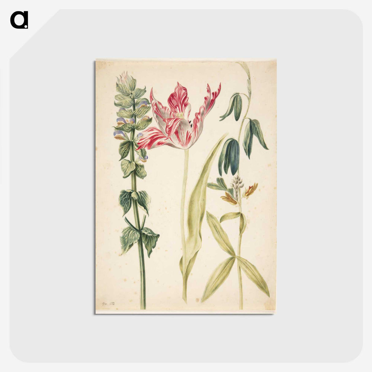 2-27_Maria-Sibylla-Merian_postcard