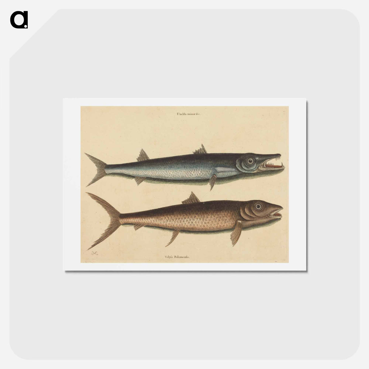 アートポストカード-The Barracuda
- マーク ケイツビー Postcard.