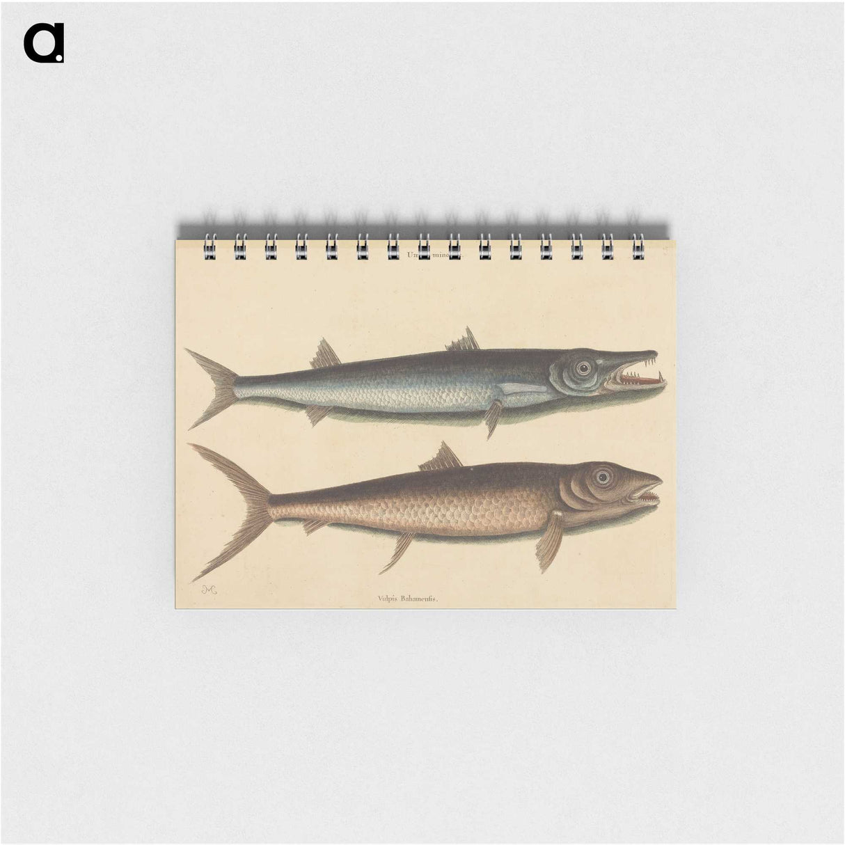 2-27_Mark-Catesby_memo