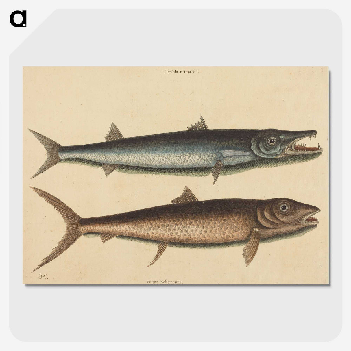 2-27_Mark-Catesby_picture-crop