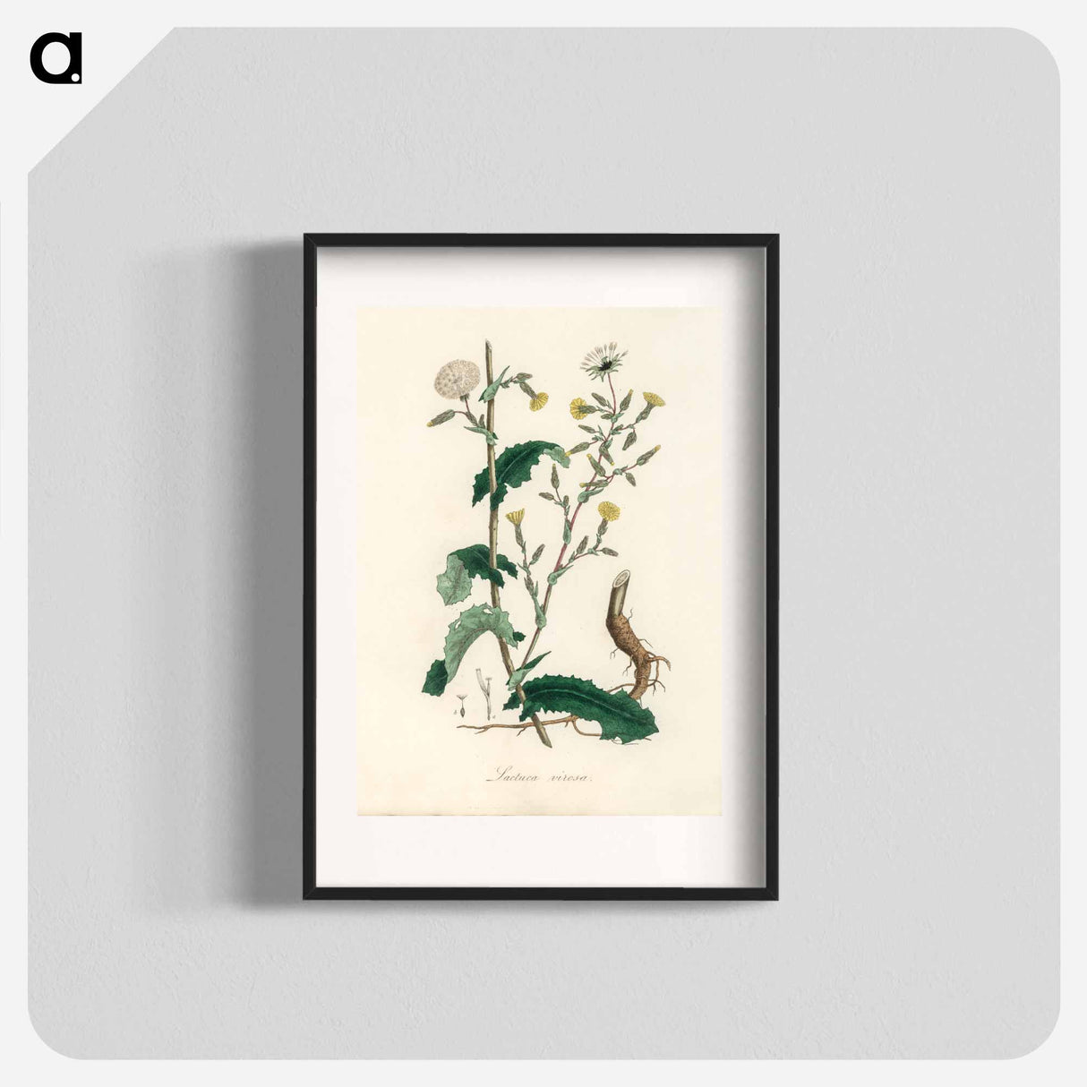 アートポスター-Lactuca Virosa Illustration
- 薬用植物学 Poster.