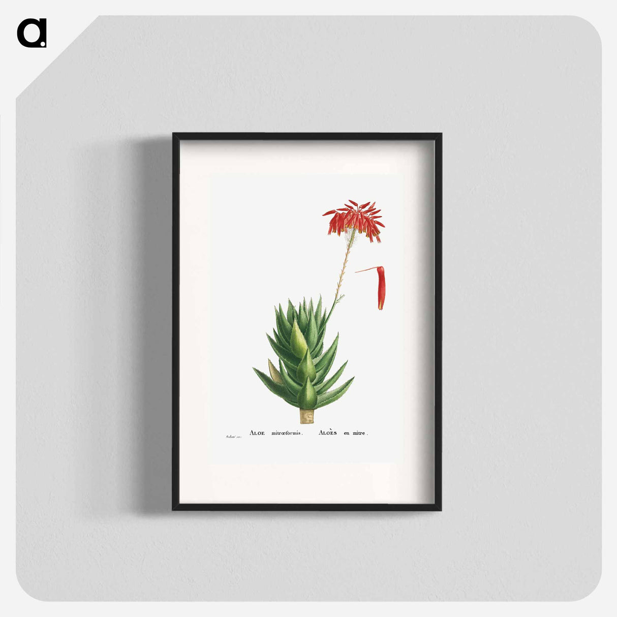 Aloe Mitroeformis (Mitre Aloe) - Pierre Joseph Redouté Poster.