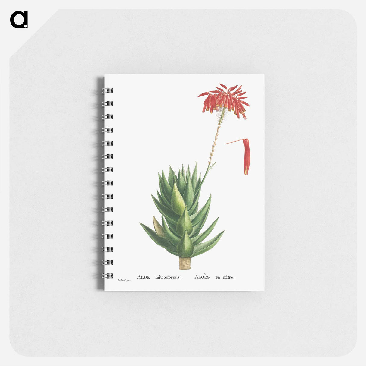 アートメモ帳-Aloe Mitroeformis (Mitre Aloe) - ピエール ジョゼフ ルドゥーテ Memo.
