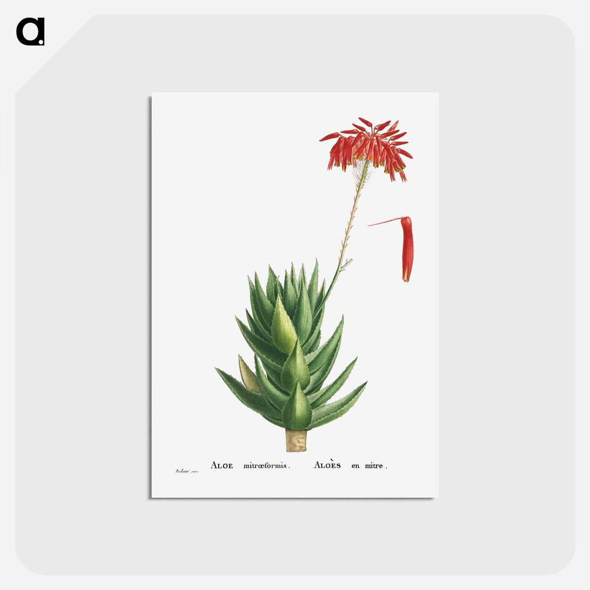 アートポストカード-Aloe Mitroeformis (Mitre Aloe) - ピエール ジョゼフ ルドゥーテ Postcard.