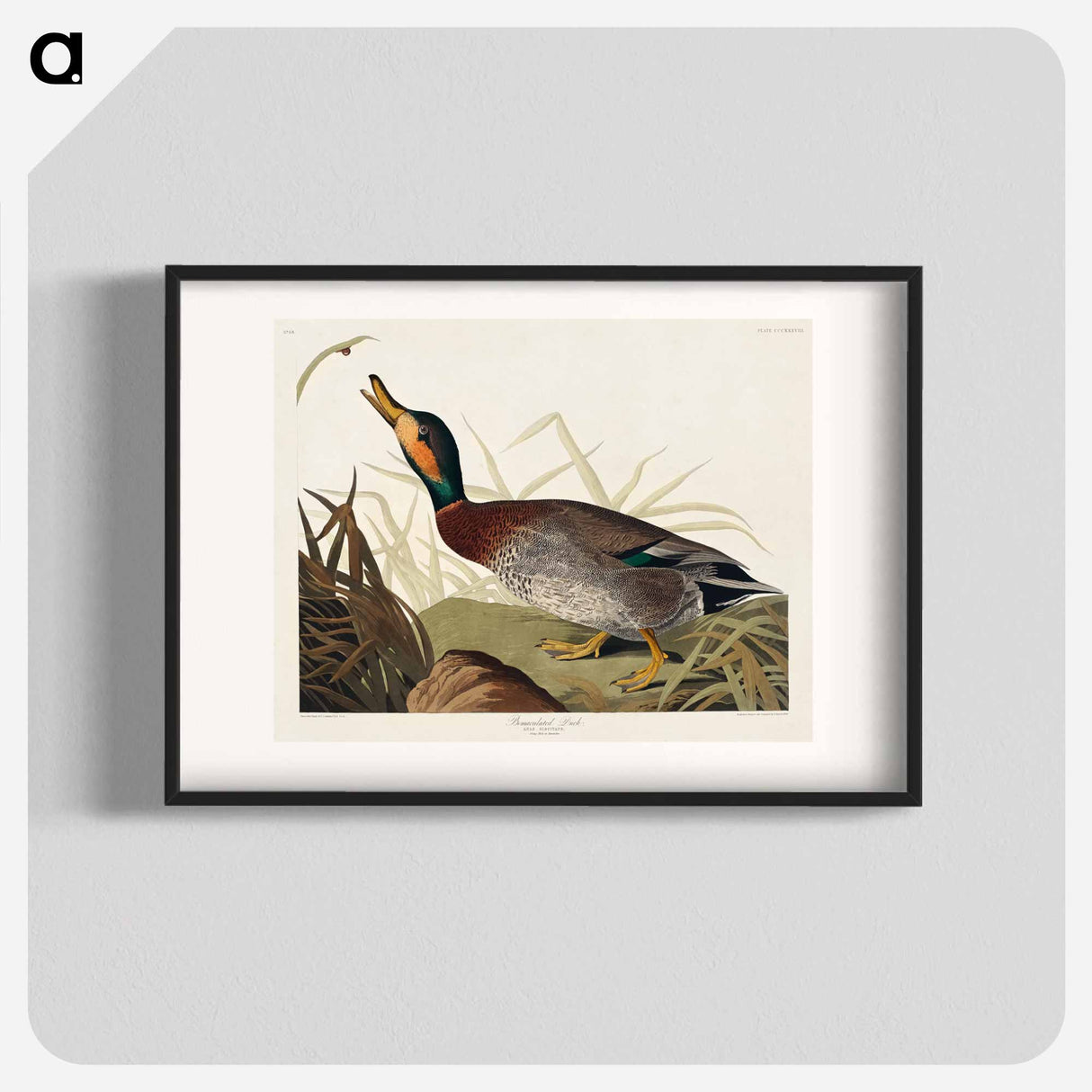 アートポスター-Bemaculated Duck from Birds of America
- アメリカの鳥たち Poster.