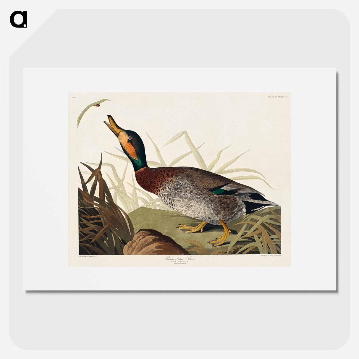 アートポスター-Bemaculated Duck from Birds of America
- アメリカの鳥たち Poster.